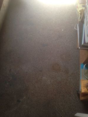 Before & After Carpet Cleaning in Camden, NJ (1)