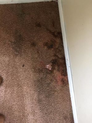 Carpet Cleaning in Kennett Square, PA (2)